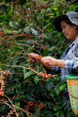Çiftçi konsepti. Olgun kahve tohumu. Robusta arabica üzümü. Taze yeşil yaprak çekirdeği.