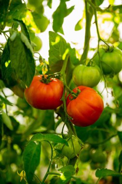 Akıllı tarım teknikleri hidroponik salata teknolojisi domates kırmızısı yeşil taze sürdürülebilir tarım sağlama sağlıklı beslenme desteği yerel çiftçiler gmo olmayan