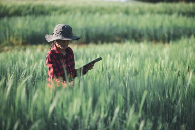Buğday çiftçisi hasat iş konsepti tarım tarım tarımı veri arpasını analiz eden gıda tarlası tahıl tarımı akıllı çiftçi modern büyüme kontrolü organik yaz geçmişi bulanıklığı