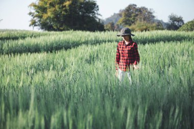 Buğday çiftçisi hasat iş konsepti tarım tarım tarımı veri arpasını analiz eden gıda tarlası tahıl tarımı akıllı çiftçi modern büyüme kontrolü organik yaz geçmişi bulanıklığı