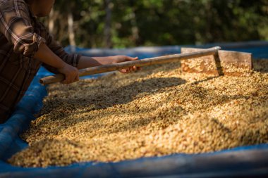 Akıllı çiftçi tekniklerini kapatın kahve makineleri kızartma aletleri kuru güneş ışınları güneş ışığı güneş ışığı taze bahçe tarımı çiftçi kavramı çiftliği arka planını bulanıklaştırıyor