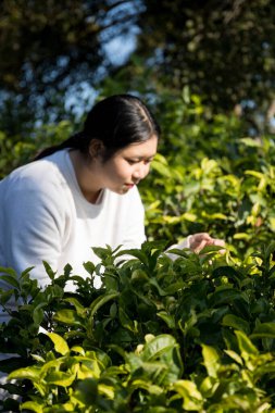Taze yeşil çay hasadı üzerine kurulu iş konsepti organik çiftliği yeşil bahçeli sağlıklı bitki ağacı yapraklı eko bitkisel çiftçi yaprağı bulanık bitki örtüsü doğal bitkisel bitki örtüsü