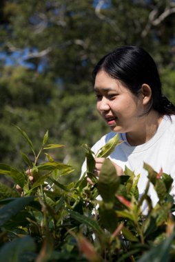 Taze yeşil çay hasadı üzerine kurulu iş konsepti organik çiftliği yeşil bahçeli sağlıklı bitki ağacı yapraklı eko bitkisel çiftçi yaprağı bulanık bitki örtüsü doğal bitkisel bitki örtüsü