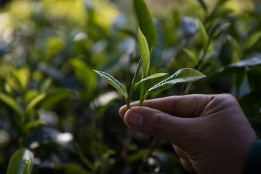Taze yeşil çay hasadı üzerine kurulu iş konsepti organik çiftliği yeşil bahçeli sağlıklı bitki ağacı yapraklı eko bitkisel çiftçi yaprağı bulanık bitki örtüsü doğal bitkisel bitki örtüsü