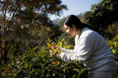 Taze yeşil çay hasadı üzerine kurulu iş konsepti organik çiftliği yeşil bahçeli sağlıklı bitki ağacı yapraklı eko bitkisel çiftçi yaprağı bulanık bitki örtüsü doğal bitkisel bitki örtüsü