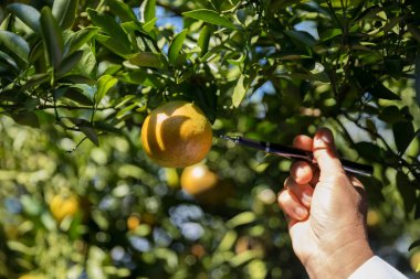 Olgun turuncu tarım kavramı çiftçi, meyve narenciyesi meyve bahçesi mandarin ağacı yetişen organik yapraklar, arka planda yeşil canlı bahçe yaprağı yaprakları, bitki örtüsü, yakın büyüme dalları.