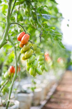 Akıllı tarım teknikleri hidroponik salata teknolojisi domates kırmızısı yeşil taze sürdürülebilir tarım sağlama sağlıklı beslenme desteği yerel çiftçiler gmo olmayan