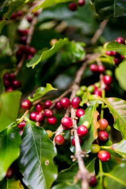 Çiftçi konsepti olgunlaşmış kahve tohumu robusta arabica üzümü. Taze yeşil yapraklı fasulye. Turuncu ekin sarı böğürtlen.