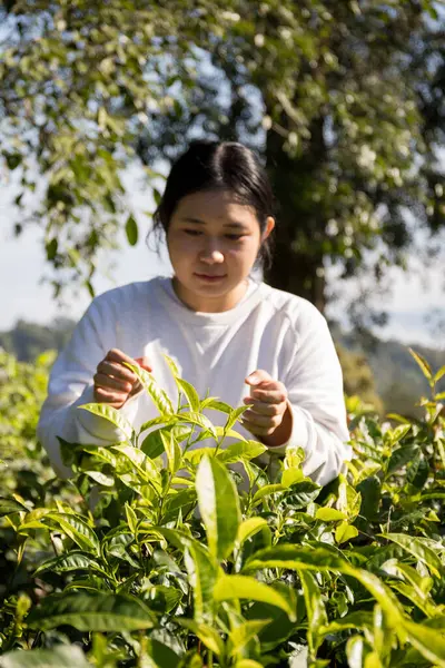 Taze yeşil çay hasadı üzerine kurulu iş konsepti organik çiftliği yeşil bahçeli sağlıklı bitki ağacı yapraklı eko bitkisel çiftçi yaprağı bulanık bitki örtüsü doğal bitkisel bitki örtüsü