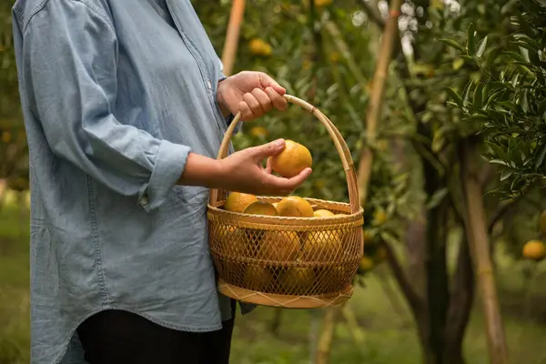 Olgun turuncu tarım kavramı çiftçi, meyve narenciyesi meyve bahçesi mandarin ağacı yetişen organik yapraklar, arka planda yeşil canlı bahçe yaprağı yaprakları, bitki örtüsü, yakın büyüme dalları.