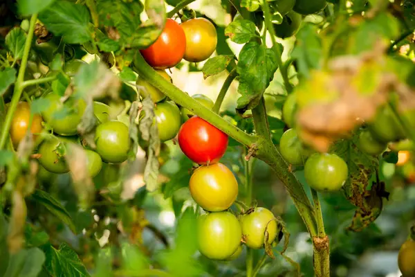 Akıllı tarım teknikleri hidroponik salata teknolojisi domates kırmızısı yeşil taze sürdürülebilir tarım sağlama sağlıklı beslenme desteği yerel çiftçiler gmo olmayan