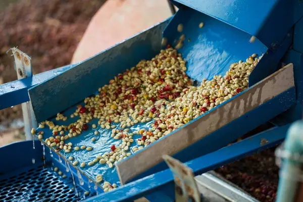 Akıllı çiftçilik teknikleri, kızartma makineleri kahve, güneş ışığı, güneş ışığı, güneş ışığı, tarım, çiftçi kavramını destekliyor.