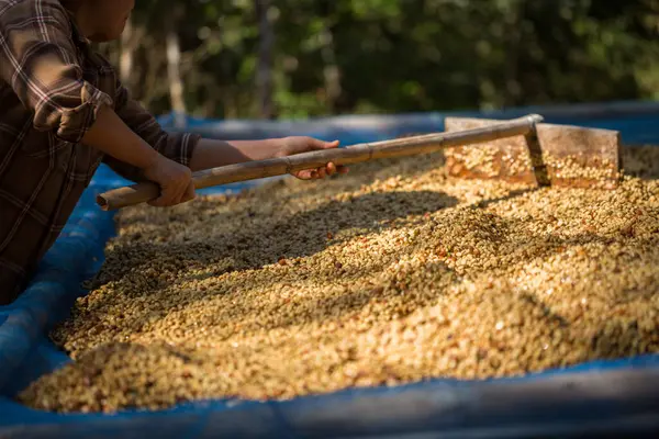 Akıllı çiftçi tekniklerini kapatın kahve makineleri kızartma aletleri kuru güneş ışınları güneş ışığı güneş ışığı taze bahçe tarımı çiftçi kavramı çiftliği arka planını bulanıklaştırıyor