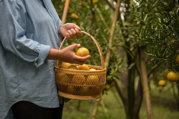 Olgun turuncu tarım kavramı çiftçi, meyve narenciyesi meyve bahçesi mandarin ağacı yetişen organik yapraklar, arka planda yeşil canlı bahçe yaprağı yaprakları, bitki örtüsü, yakın büyüme dalları.
