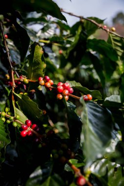 Çiftçi konsepti olgunlaşmış kahve tohumu robusta arabica üzümü. Taze yeşil yapraklı fasulye. Turuncu ekin sarı böğürtlen.