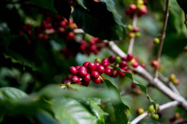 Çiftçi konsepti olgunlaşmış kahve tohumu robusta arabica üzümü. Taze yeşil yapraklı fasulye. Turuncu ekin sarı böğürtlen.