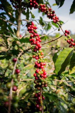 Çiftçi konsepti olgunlaşmış kahve tohumu robusta arabica üzümü. Taze yeşil yapraklı fasulye. Turuncu ekin sarı böğürtlen.