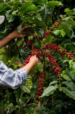 Çiftçi konsepti. Olgun kahve tohumu. Robusta arabica üzümü. Taze yeşil yaprak çekirdeği.
