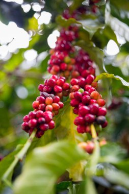 Çiftçi konsepti olgunlaşmış kahve tohumu robusta arabica üzümü. Taze yeşil yapraklı fasulye. Turuncu ekin sarı böğürtlen.