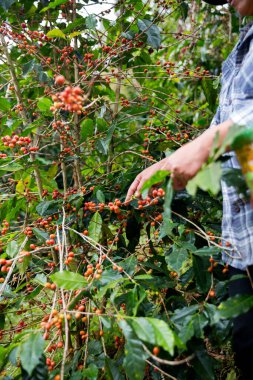 Çiftçi konsepti. Olgun kahve tohumu. Robusta arabica üzümü. Taze yeşil yaprak çekirdeği.
