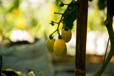Akıllı tarım teknikleri hidroponik salata teknolojisi domates kırmızısı yeşil taze sürdürülebilir tarım sağlama sağlıklı beslenme desteği yerel çiftçiler gmo olmayan