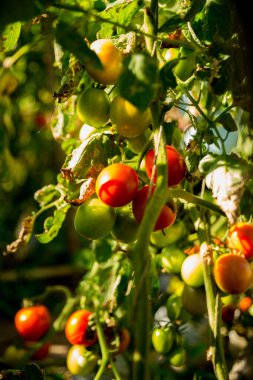Akıllı tarım teknikleri hidroponik salata teknolojisi domates kırmızısı yeşil taze sürdürülebilir tarım sağlama sağlıklı beslenme desteği yerel çiftçiler gmo olmayan