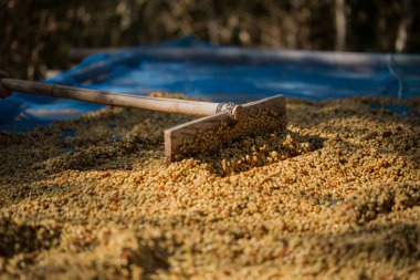 Akıllı çiftçilik teknikleri, kızartma makineleri kahve, güneş ışığı, güneş ışığı, güneş ışığı, tarım, çiftçi kavramını destekliyor.