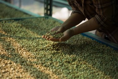 Akıllı çiftçi tekniklerini kapatın kahve makineleri kızartma aletleri kuru güneş ışınları güneş ışığı güneş ışığı taze bahçe tarımı çiftçi kavramı çiftliği arka planını bulanıklaştırıyor