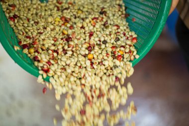 Akıllı çiftçi tekniklerini kapatın kahve makineleri kızartma aletleri kuru güneş ışınları güneş ışığı güneş ışığı taze bahçe tarımı çiftçi kavramı çiftliği arka planını bulanıklaştırıyor