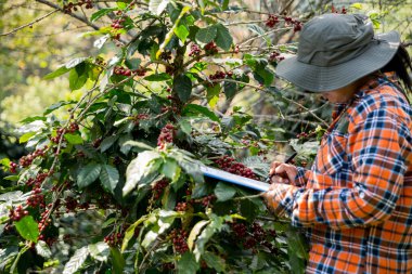 Çiftçi konsepti hasadı el hasadı kahve tohumu robusta arabica üzümü taze yeşil yaprak fasulyesi toplanıyor turuncu ekin sarısı böğürtlen toplanıyor ham bitki ağacı yetiştirme arka planı bulanık organik bahçe
