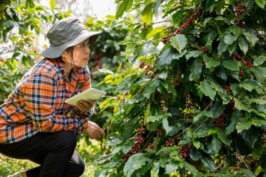 Çiftçi konsepti hasadı el hasadı kahve tohumu robusta arabica üzümü taze yeşil yaprak fasulyesi toplanıyor turuncu ekin sarısı böğürtlen toplanıyor ham bitki ağacı yetiştirme arka planı bulanık organik bahçe