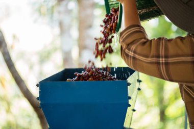 Akıllı çiftçi tekniklerini kapatın kahve makineleri kızartma aletleri kuru güneş ışınları güneş ışığı güneş ışığı taze bahçe tarımı çiftçi kavramı çiftliği arka planını bulanıklaştırıyor