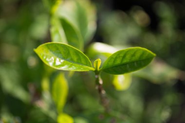Akıllı tarım teknikleri hidroponik taze bahçe tarım üretir çiftçi kavramını teşvik eder kahve demliği taze yeşil bitki yetiştirme çiftliği büyümesi bulanık arka plan organik bahçe ekin