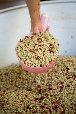 Akıllı çiftçi tekniklerini kapatın kahve makineleri kızartma aletleri kuru güneş ışınları güneş ışığı güneş ışığı taze bahçe tarımı çiftçi kavramı çiftliği arka planını bulanıklaştırıyor