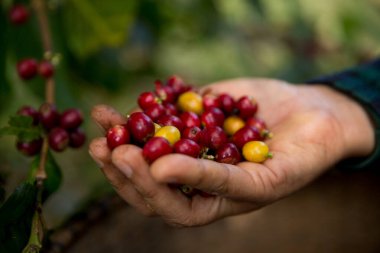 Çiftçi konsepti hasadı el hasadı kahve tohumu robusta arabica üzümü taze yeşil yaprak fasulyesi toplanıyor turuncu ekin sarısı böğürtlen toplanıyor ham bitki ağacı yetiştirme arka planı bulanık organik bahçe
