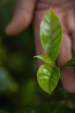 Akıllı el tarım teknikleri hidroponik taze bahçe tarım üretir çiftçi kavramı tohumlama kahve demliği taze yeşil bitki yetiştirme ağaç yetiştirme arka planda bulanık organik bahçe yetiştirme