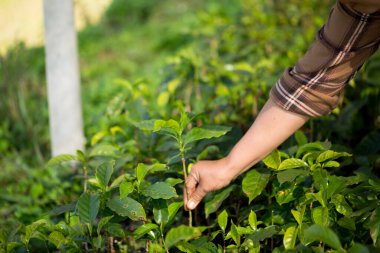 Akıllı el tarım teknikleri hidroponik taze bahçe tarım üretir çiftçi kavramı tohumlama kahve demliği taze yeşil bitki yetiştirme ağaç yetiştirme arka planda bulanık organik bahçe yetiştirme