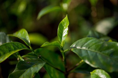 Akıllı tarım teknikleri hidroponik taze bahçe tarım üretir çiftçi kavramını teşvik eder kahve demliği taze yeşil bitki yetiştirme çiftliği büyümesi bulanık arka plan organik bahçe ekin