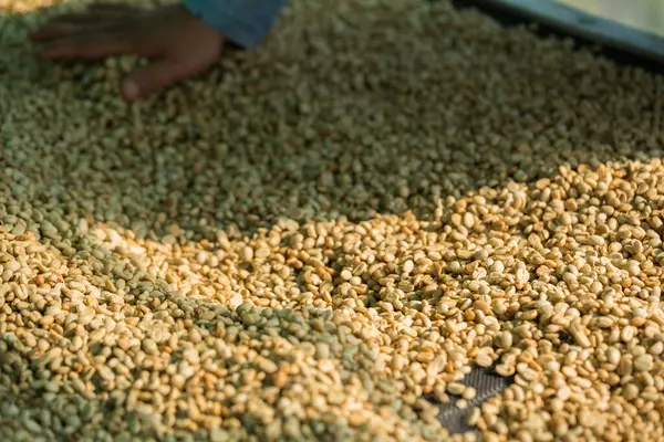 Akıllı çiftçi tekniklerini kapatın kahve makineleri kızartma aletleri kuru güneş ışınları güneş ışığı güneş ışığı taze bahçe tarımı çiftçi kavramı çiftliği arka planını bulanıklaştırıyor