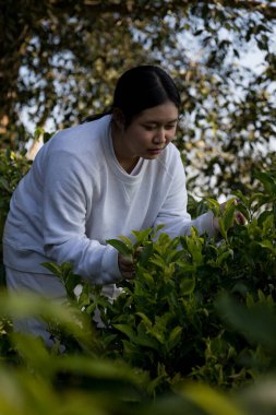 Taze yeşil çay hasadı üzerine kurulu iş konsepti organik çiftliği yeşil bahçeli sağlıklı bitki ağacı yapraklı eko bitkisel çiftçi yaprağı bulanık bitki örtüsü doğal bitkisel bitki örtüsü