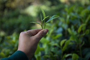 Taze yeşil çay hasadı üzerine kurulu iş konsepti organik çiftliği yeşil bahçeli sağlıklı bitki ağacı yapraklı eko bitkisel çiftçi yaprağı bulanık bitki örtüsü doğal bitkisel bitki örtüsü