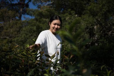 Taze yeşil çay hasadı üzerine kurulu iş konsepti organik çiftliği yeşil bahçeli sağlıklı bitki ağacı yapraklı eko bitkisel çiftçi yaprağı bulanık bitki örtüsü doğal bitkisel bitki örtüsü