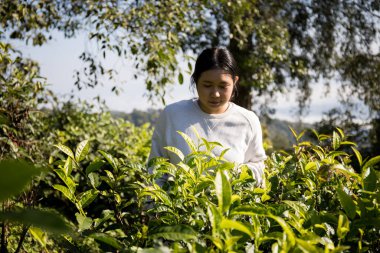 Taze yeşil çay hasadı üzerine kurulu iş konsepti organik çiftliği yeşil bahçeli sağlıklı bitki ağacı yapraklı eko bitkisel çiftçi yaprağı bulanık bitki örtüsü doğal bitkisel bitki örtüsü