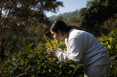 Taze yeşil çay hasadı üzerine kurulu iş konsepti organik çiftliği yeşil bahçeli sağlıklı bitki ağacı yapraklı eko bitkisel çiftçi yaprağı bulanık bitki örtüsü doğal bitkisel bitki örtüsü