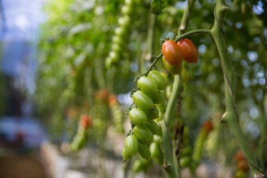Akıllı tarım teknikleri hidroponik salata teknolojisi domates kırmızısı yeşil taze sürdürülebilir tarım sağlama sağlıklı beslenme desteği yerel çiftçiler gmo olmayan