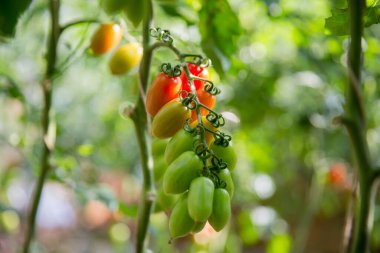 Akıllı tarım teknikleri hidroponik salata teknolojisi domates kırmızısı yeşil taze sürdürülebilir tarım sağlama sağlıklı beslenme desteği yerel çiftçiler gmo olmayan
