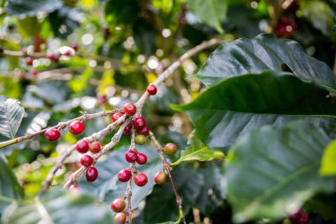 Çiftçi konsepti olgunlaşmış kahve tohumu robusta arabica üzümü. Taze yeşil yapraklı fasulye. Turuncu ekin sarı böğürtlen.