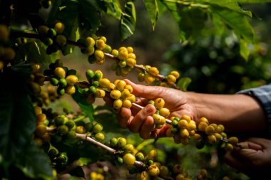 Çiftçi konsepti olgunlaşmış kahve tohumu robusta arabica üzümü. Taze yeşil yapraklı fasulye. Turuncu ekin sarı böğürtlen.