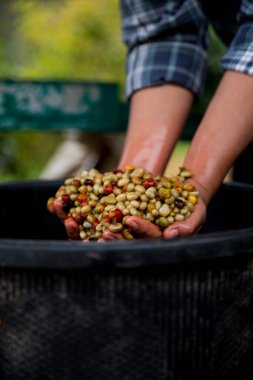 Çiftçi konsepti. Olgun kahve tohumu. Robusta arabica üzümü. Taze yeşil yaprak çekirdeği.