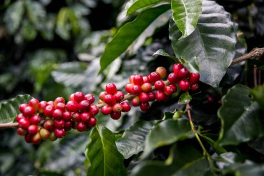 Çiftçi konsepti olgunlaşmış kahve tohumu robusta arabica üzümü. Taze yeşil yapraklı fasulye. Turuncu ekin sarı böğürtlen.